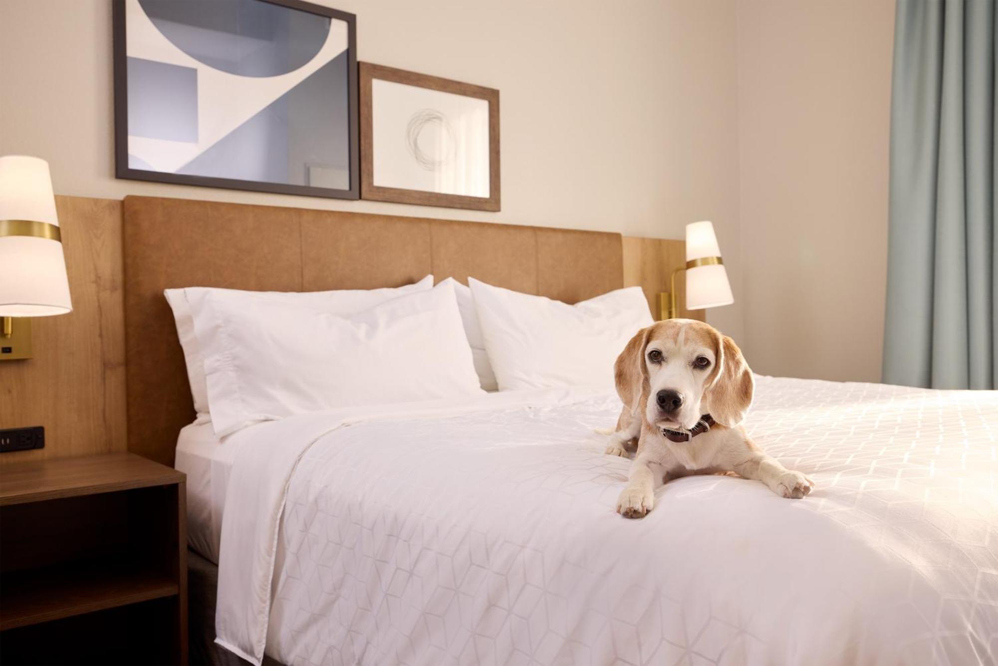 Staybridge Suites Tucson Airport By Ihg Экстерьер фото